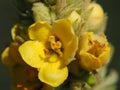 Yellow Mullein Flowers
